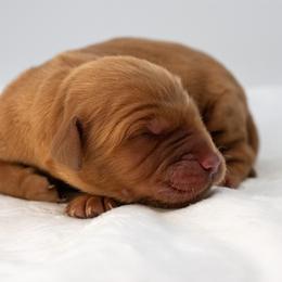 Jasmine Mint - Dark golden female Golden Retriever puppy in Lafayette, Alabama from Elm Hollow Golden Retrievers