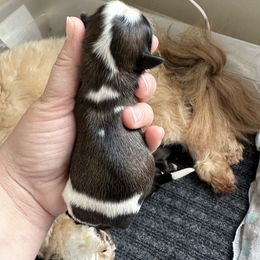 Golden Retriever and Shih Tzu Puppies from Carter Family Retrievers