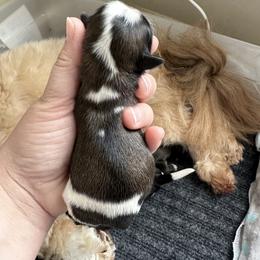 Golden Retriever and Shih Tzu Puppies from Carter Family Retrievers