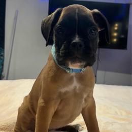 Raya - Fawn female Boxer puppy in Cicero, New York from MK Boxer Haven of CNY