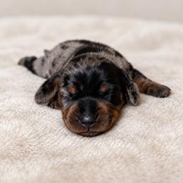 Dachshund Puppies from GE Miniature Dachshunds