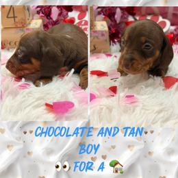 Chocolate boy - Chocolate and tan male Dachshund puppy in Lakeland, Florida from Berry Dachshunds