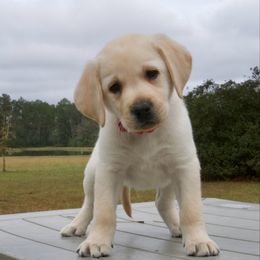 Red Collar - Yellow male Labrador Retriever puppy in Husser, Louisiana from Kristen