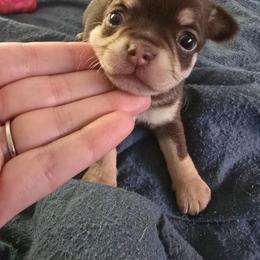 Girl 2 - Chocolate and tan female Chihuahua puppy in Jeffersonville, Indiana from The Joyful World of Chihuahuas