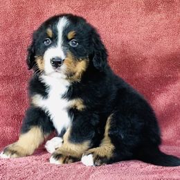Orange Collar Male - Black rust and white male Bernese Mountain Dog puppy in Bristol, Tennessee from Holston Hollow Farm