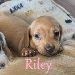 Dachshund Puppies from Costal Cream Doxies