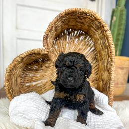 Eeny Meeny Phantom - Phantom female Goldendoodle puppy in Grove, Oklahoma from Guinn Family Farms