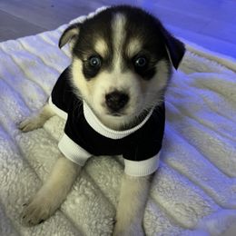 Jack Skellington - Black and white Pomsky puppy in Clearwater, Florida from Neon Moon Pomskies