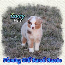 Tavey - Red merle male Toy Australian Shepherd puppy in Forestburg, Texas from Flaming Dill Ranch Aussies