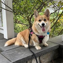 Lola - Pembroke Welsh Corgi