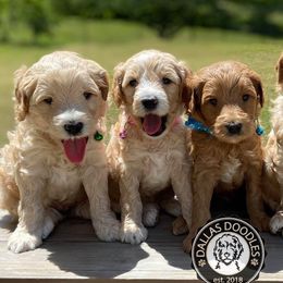 Bernedoodles and Goldendoodles from Dallas Doodles LLC