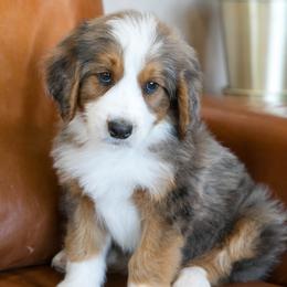 Cadbury - male Australian Mountain Doodle puppy in Lafayette, Missouri from Brick House Farm Doodles