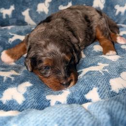 Saylor - Merle male Bernedoodle puppy in Beecher, Illinois from Erica’s Doodles