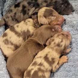 Chocolate dapple boy - Dapple male Dachshund puppy in Ashford, Alabama from Circle City Dachshunds