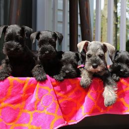 Miniature Schnauzer Puppies from Classic Miniature Schnauzers