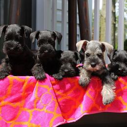 Miniature Schnauzer Puppies from Classic Miniature Schnauzers