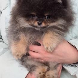 Rio - Blue and tan male Pomeranian puppy in Burbank, California from Twins Dream Poms