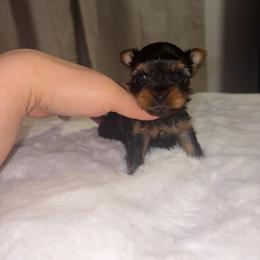 Heath - Black and tan male Yorkshire Terrier puppy in Illinois from Pretty Little Yorkies