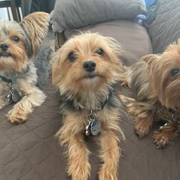 Yorkshire Terriers from Ohana Yorkies by Patricia