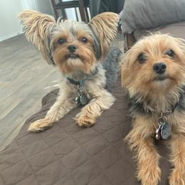 Yorkshire Terriers from Ohana Yorkies by Patricia