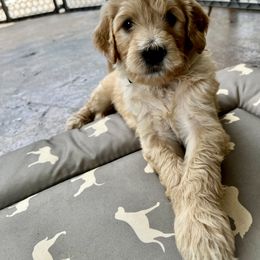 Goldendoodle Puppies from Doodle Devotion