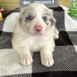 Border Collie Puppies from South Florida Stock Dogs