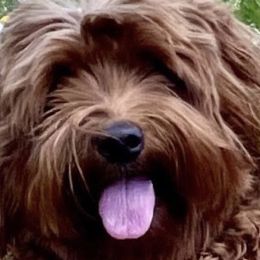 Dutch - Australian Labradoodle