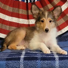 Cutie Pie - Sable and white female Shetland Sheepdog puppy in Altha, Florida from Hill Top Shelties
