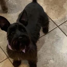 Presley - Miniature Schnauzer
