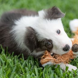 Border Collie Puppies from High Point Border Collies