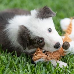 Border Collie Puppies from High Point Border Collies