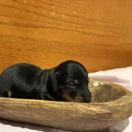 Saydee - Black and tan female Dachshund puppy in Dobson, North Carolina from Oakleys Dachshund Haven