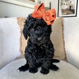 S'more - Black female Labradoodle puppy in Newark, Ohio from Raising Doodles