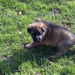 Yellow boy - Sable male German Shepherd puppy in Gaineville, Georgia from Des Nebels