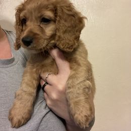 Cockapoo Puppies from Shimmer of Hope