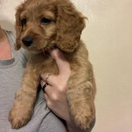 Cockapoo Puppies from Shimmer of Hope