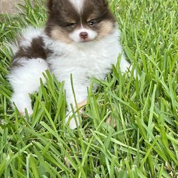 Pomeranian Puppies from Precious Paws Pomeranians