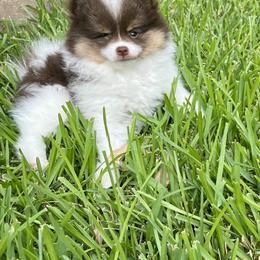 Pomeranian Puppies from Precious Paws Pomeranians