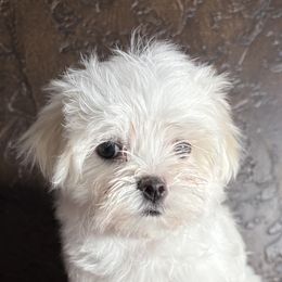 Maltese Puppies from Adorable Maltese Puppies
