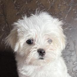 Maltese Puppies from Adorable Maltese Puppies