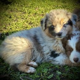 Tater - Blue merle male Miniature Australian Shepherd puppy in North Lakeport, California from Wild Rose Ranch