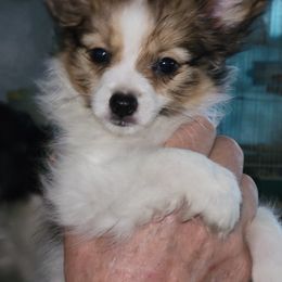 Papillon Puppies from Kimberly Brannon's Papillons