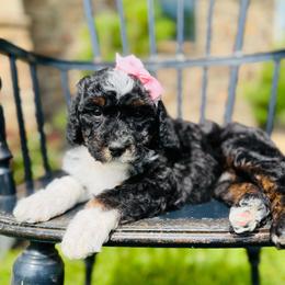 Abigail - Tri-color female Bernedoodle puppy in Bowling Green, Ohio from FDF Pyredoodles & Bernedoodles