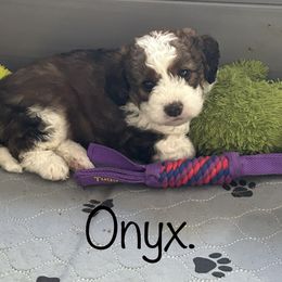Bernedoodle Puppies from Heartland Kennels