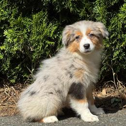 Return - blue Merle female 2 - Blue merle female Australian Shepherd puppy in Chehalis, Washington from Wandering Acres Ranch