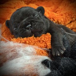 Soulshine - Liver female French Bulldog puppy in Rockville, Indiana from Blaze Of Glory Bostons & Frenchies