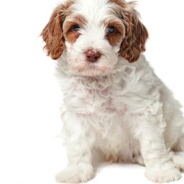 White and beige boy - Cream male Cavapoo puppy in Eagle Mountain, Utah from Liberty Farms Puppies