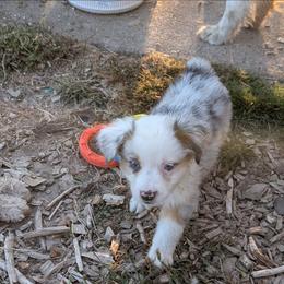Butter Pecan - Blue merle male Miniature American Shepherd puppy in Keizer, Oregon from CG Mini Shepherds