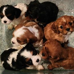 Cavalier King Charles Spaniels from Lea’s Cavalier Kennel