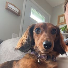 Penny Lane - Dachshund